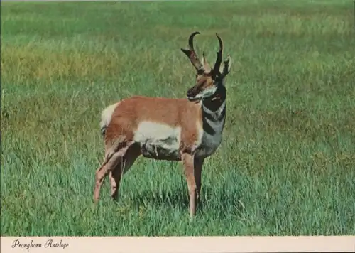 Pronghorn Antelope - ca. 1985