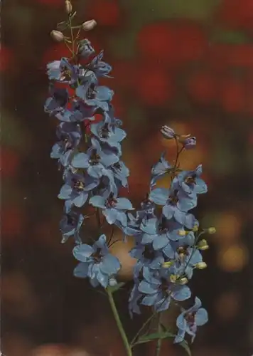 Blume blau blühend