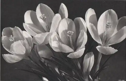 vier weiße Blüten schwarzweiß