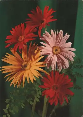 Blühende Blumen mehrfarbig