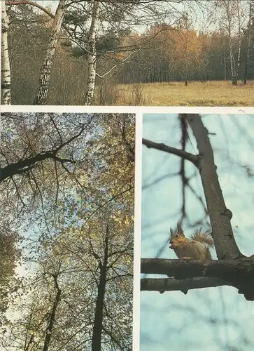 Wald mit Eichhörnchen