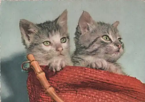 Zwei Katzen Hauskatzen