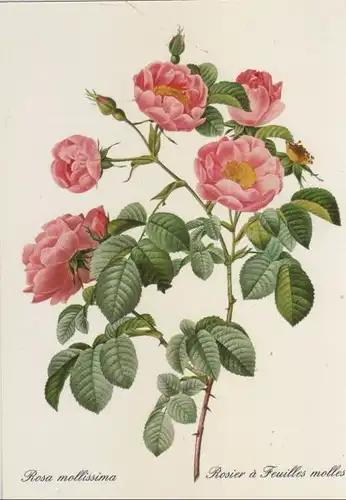 Rosa mollissima blühend