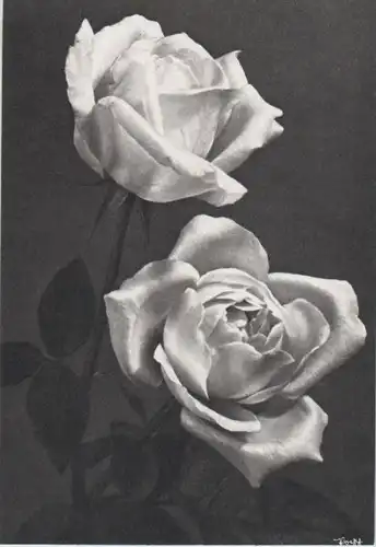schwarzweiß zwei Rosen