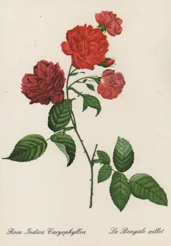 Rosa Indica Caryophyllea blühend