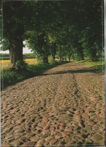 Steiniger Weg zwischen Bäumen - 2002