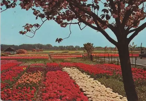 Niederlande - Niederlande - Holland - Bloemenland - 1984