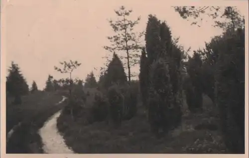 Fußwegen zwischen Wacholder - 1934