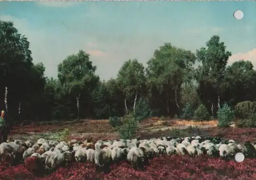 Schafe auf der Heide - 1963