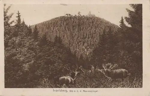 Inselsberg - Hirsche