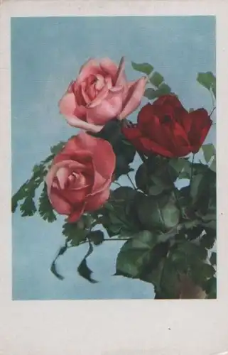 Rosen Rosa und rot