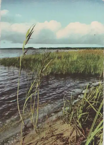 Landschaft - Schilf am See - 1965