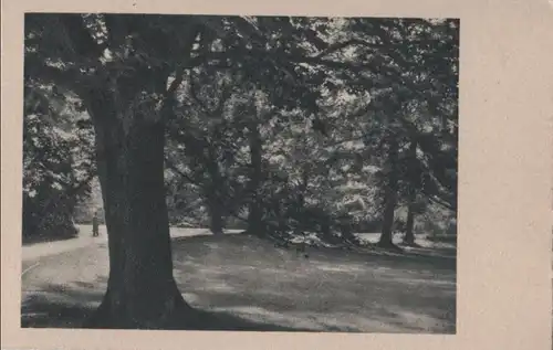 Park mit dickem Baum - ca. 1955