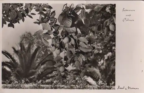 Mainau - Zitronen und Palmen - 1956