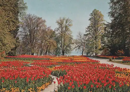 Mainau - Tulpen im Ufergarten - ca. 1975