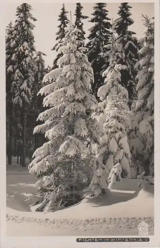 Fichten im Winterkleid - ca. 1950