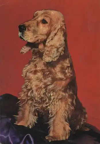 Hund mit braunem Fell