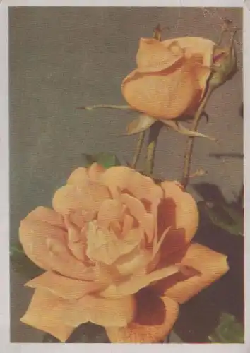 Blumengrüße - 1943