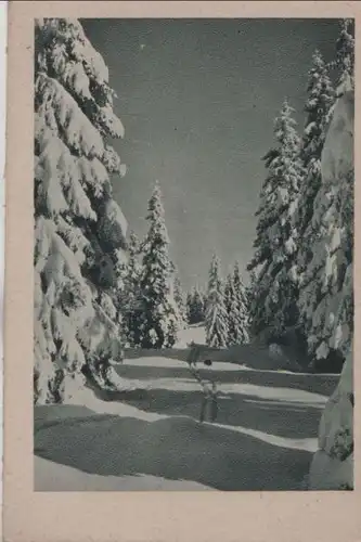 Skispuren im Nadelwald - ca. 1955