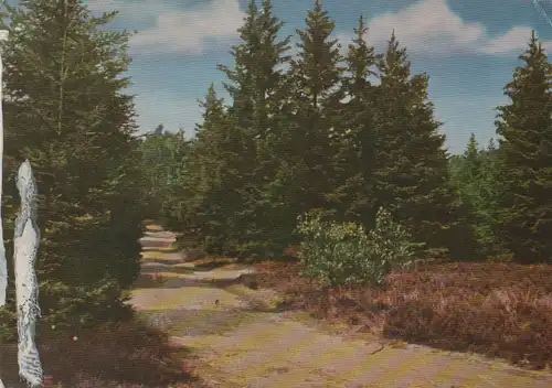 Lüneburger Heide - Einsamer Waldweg - 1968
