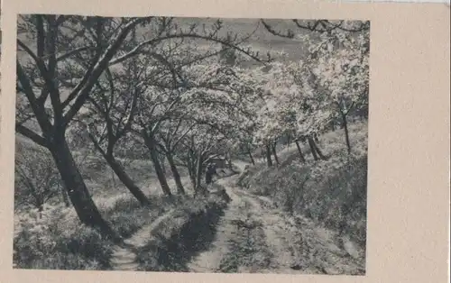 Partie zwischen blühenden Bäumen - ca. 1955