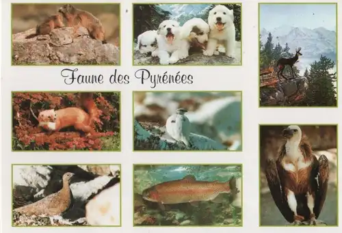 Frankreich - Frankreich - Pyrenäen - Faune - ca. 2000