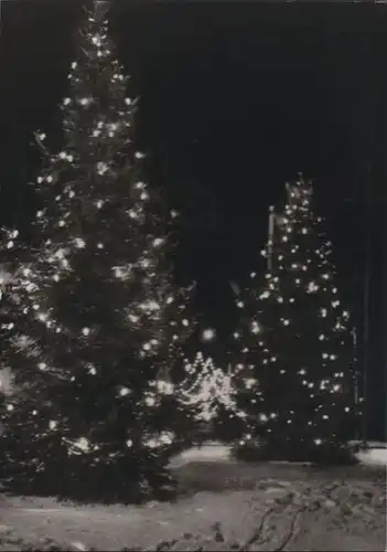 Königsberg - Weihnachtstannen auf Münzplatz - 1971