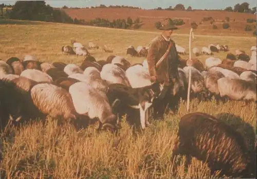 Schäfer mit Schafherde - ca. 1970