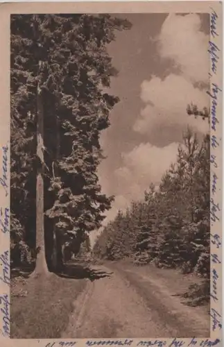ein Waldweg - 1954