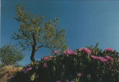 Baum und Blüten