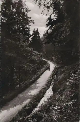 Harz - Rehberger Grabenweg - ca. 1965