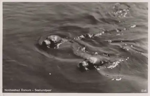 Borkum - Seehundpaar