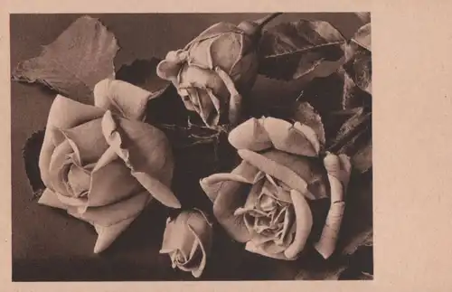 Rosen in schwarzweiß