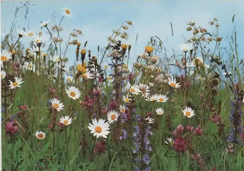 Feldblumen recht bunt