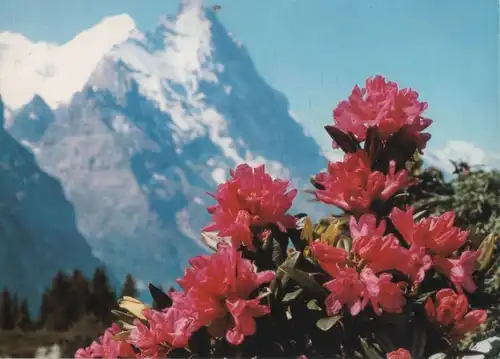 Alpenrose Sonderstempel