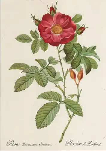 Rosa Damascena Coccinea blühend