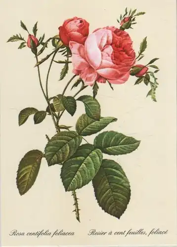 Rosa centifolia foliacea blühend