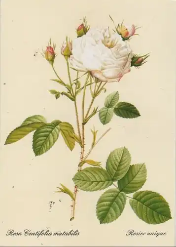 Rosa Centifolia mutabilis blühend