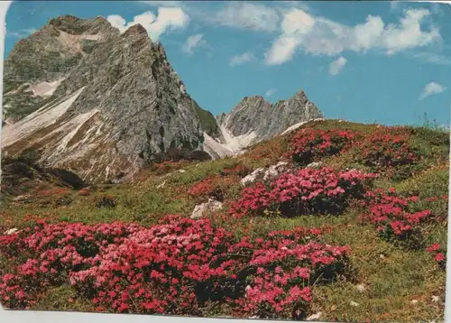 Allgäuer Alpen - Alpenrosenblüten