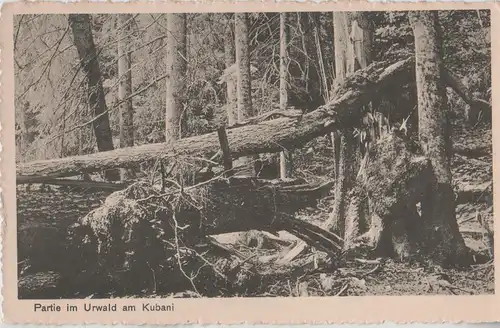 Kubani (Berg) - Urwald - 1913