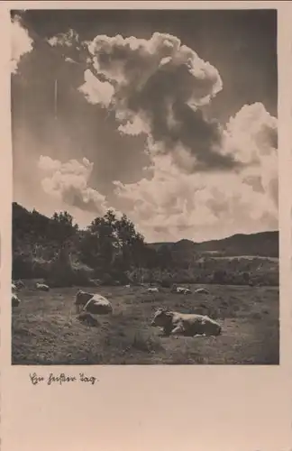 Ein heißer Tag - Kühe - ca. 1950
