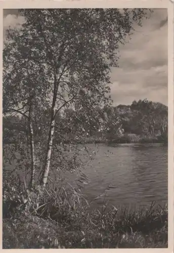Birke am Wasser - ca. 1965