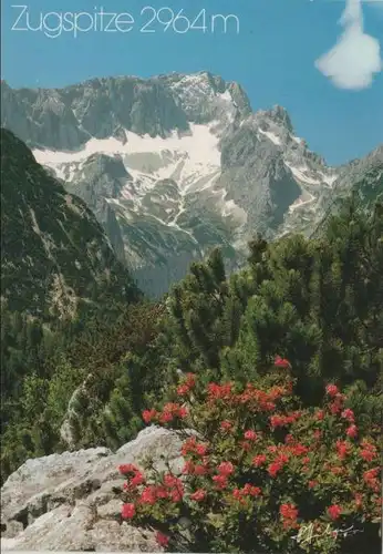Zugspitze - Alpenrosen