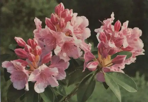 Rhododendron Sonderstempel