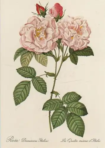 Rosa Damascena Italica blühend