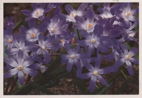 Blüten violett