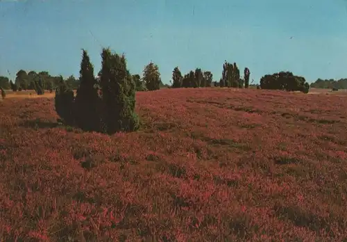 Lüneburger Heide - 1988