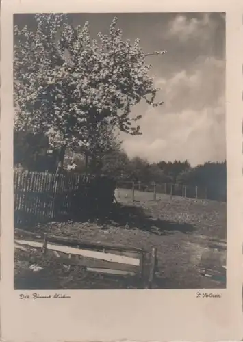 Die Bäume blühen - ca. 1950