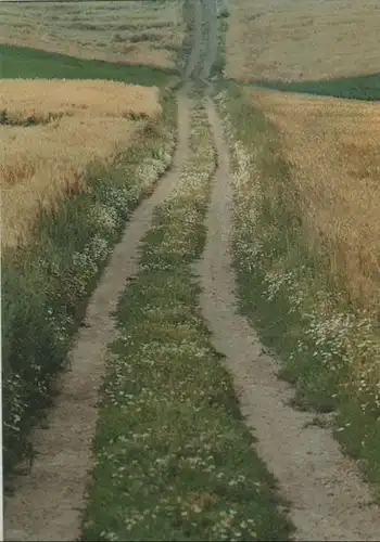 Feldweg zwischen Feldern