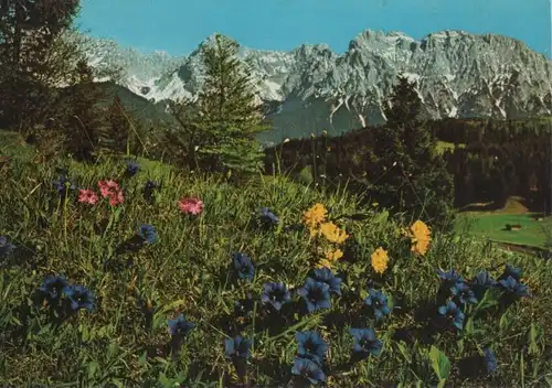 Alpen - Alpenflora, Primel - 1990